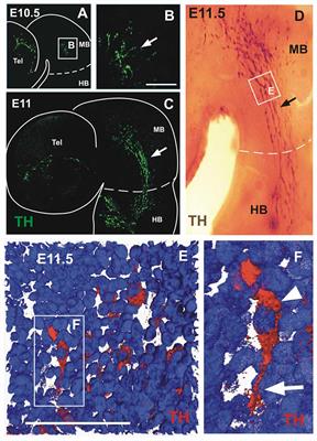 Neurophilic Descending Migration of Dorsal Midbrain Neurons Into the Hindbrain